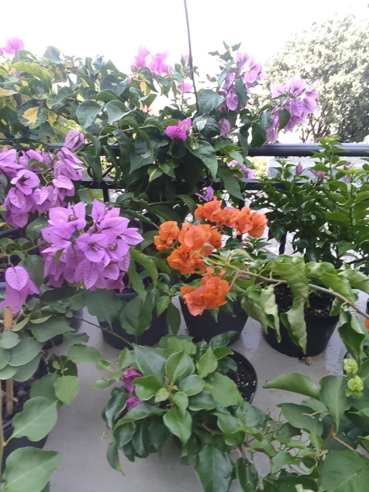 Apartament Apartman Bella Vista Rijeka Zewnętrze zdjęcie